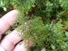 Hymenophyllum multifidum