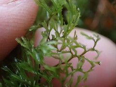 Hymenophyllum multifidum