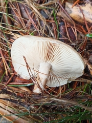 Pholiota lenta