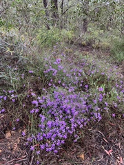Scaevola ramosissima