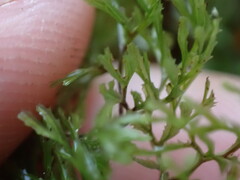 Hymenophyllum multifidum