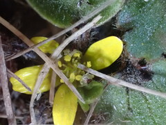 Ranunculus cheesemanii