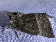 Papaipema eupatorii