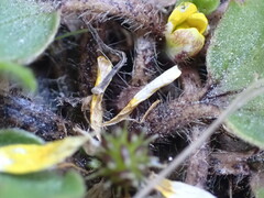 Ranunculus cheesemanii