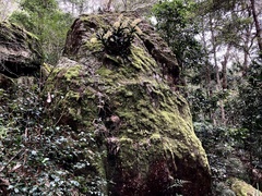 Dendrobium speciosum