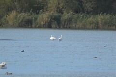 Cygnus columbianus bewickii