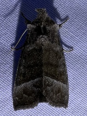 Papaipema eupatorii