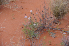 Trachymene glaucifolia