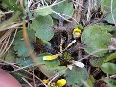 Ranunculus cheesemanii