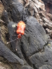Lemodes coccinea