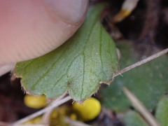 Ranunculus cheesemanii