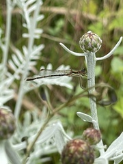 Austrolestes analis
