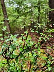Calyptospora columnaris