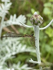 Austrolestes analis