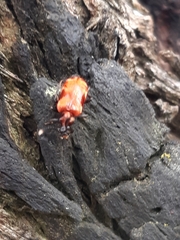 Lemodes coccinea