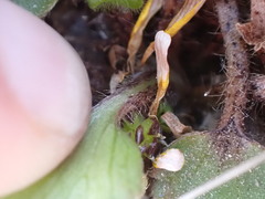 Ranunculus cheesemanii