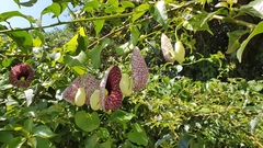 Aristolochia littoralis
