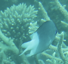Acanthochromis polyacanthus