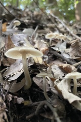 Agaricales