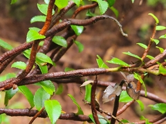 Calyptospora columnaris