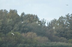 Cygnus columbianus bewickii