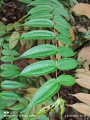 Dissochaeta divaricata