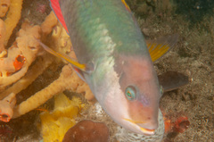 Notolabrus gymnogenis