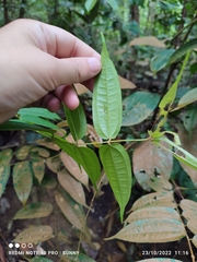 Dissochaeta divaricata