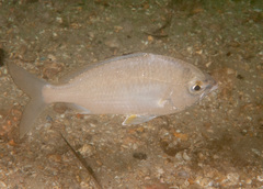 Gerres subfasciatus