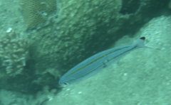 Caesio caerulaurea
