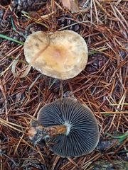 Leratiomyces squamosus