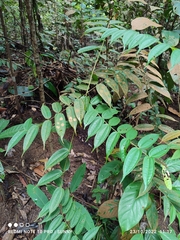 Dissochaeta divaricata