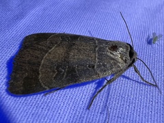 Agnorisma badinodis