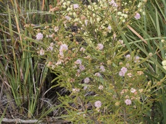 Kunzea recurva