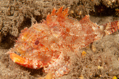 Scorpaena jacksoniensis