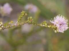 Kunzea recurva