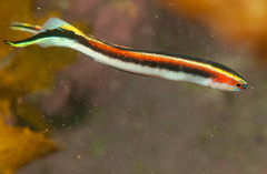 Trachinops taeniatus