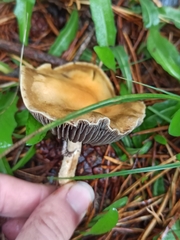 Leratiomyces squamosus