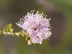 Kunzea recurva