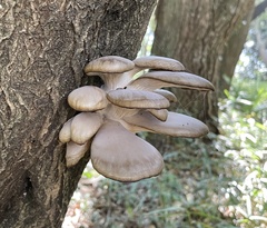 Pleurotus