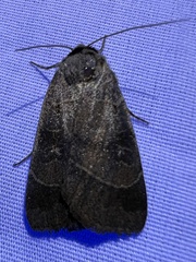 Agnorisma badinodis
