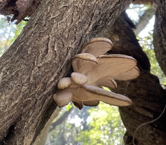 Pleurotus
