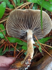 Leratiomyces squamosus