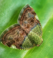 Ricanula