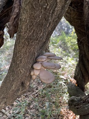 Pleurotus