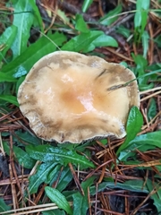 Leratiomyces squamosus