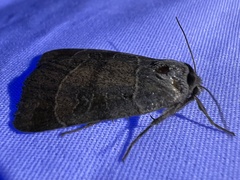 Agnorisma badinodis