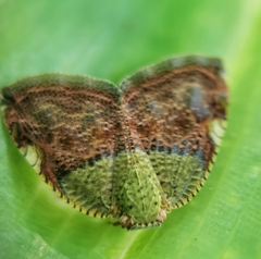 Ricanula