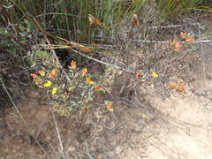 Rafnia capensis capensis