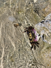 Leptograpsus variegatus
